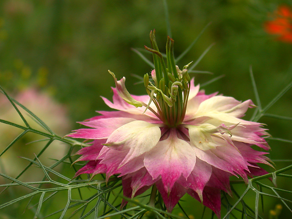 Nigella damascena