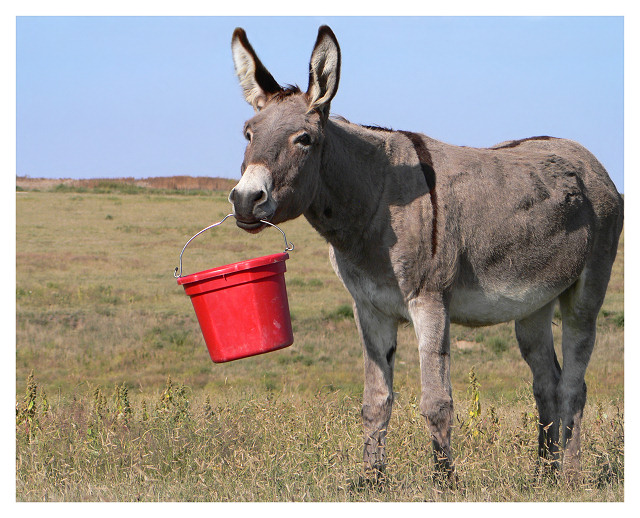 Wishing you Buckets of... - Congratulations, Birthday, Encouragement