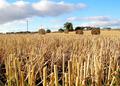 After the Harvest