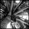 Coconuts