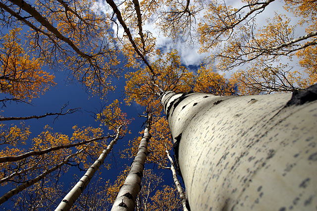 Autumn in the Rocky Mountains.