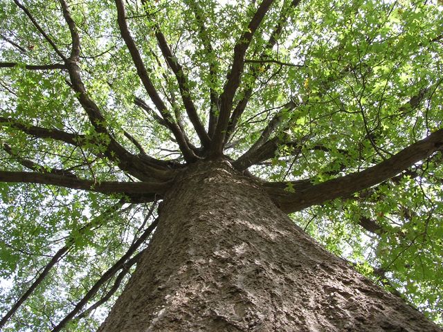 Skyward Maple