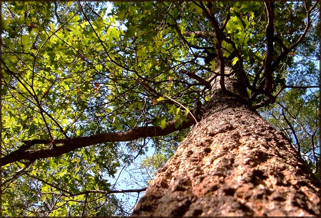 Oak tree