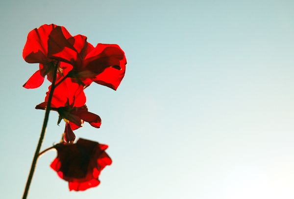 Sweet Peas