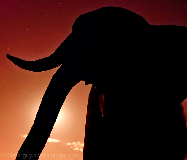 Elephant at Night