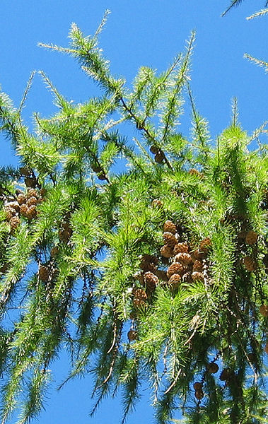 Tamarack Cones to the Sky