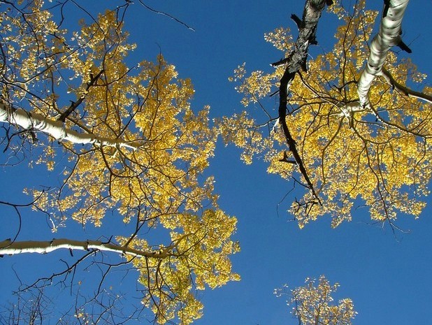 Looking Up at Aspens