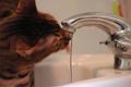 The Cat and Tap