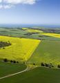 Canola and wheat