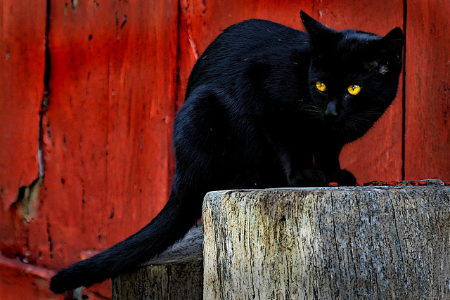 Stray cat haven