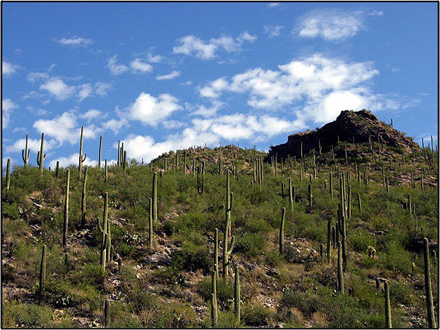 Topped with Saguaros