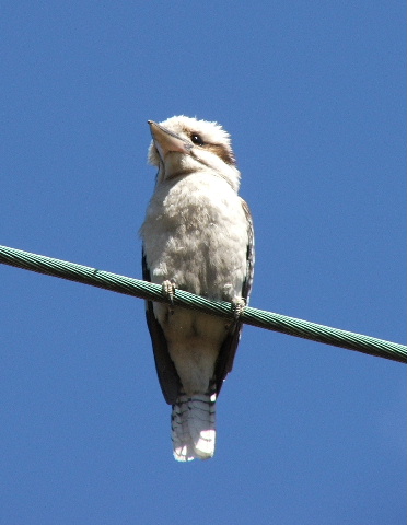 Kookaburra Up Above in Down Under