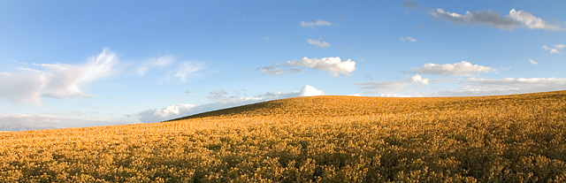 Fields of Gold