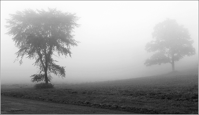 Foggy Morning