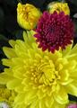 Fall Mums