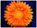 Orange Beauty