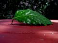 Leafy