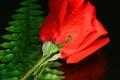 Morning After - The Rose Bud