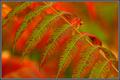 sumac