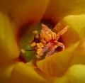 Dusting of Pollen (yellow and red)