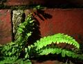 tiny fern