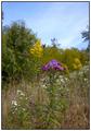 Wildflowers