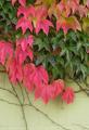 Autumn Ivy on the Wall