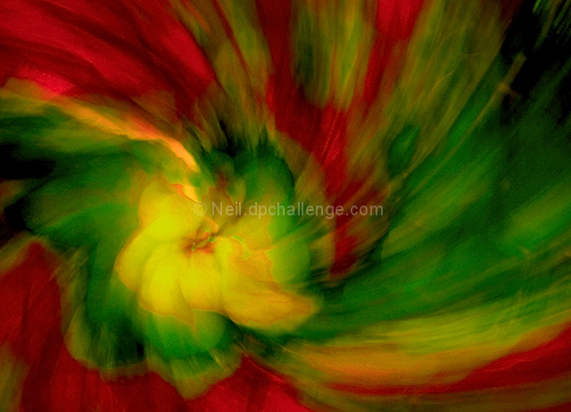 Whirlwind Passion (Floral)