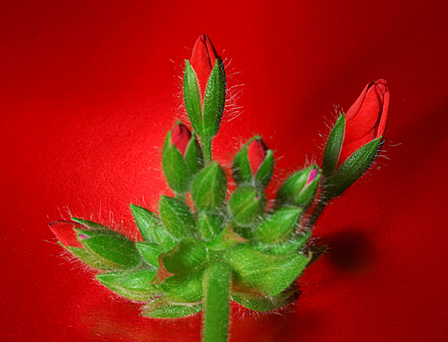 pelargonium