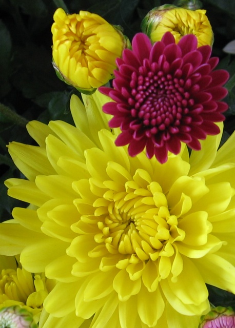 Fall Mums