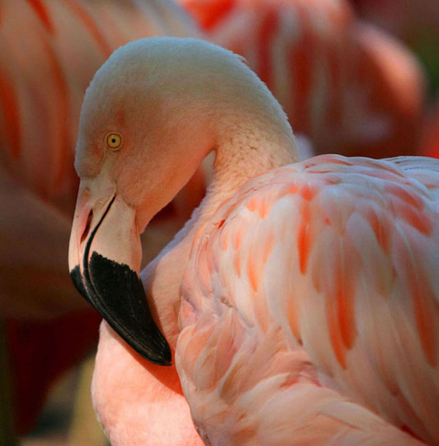 Pretty in Pink