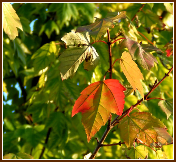 Fall's Complementrary Colors