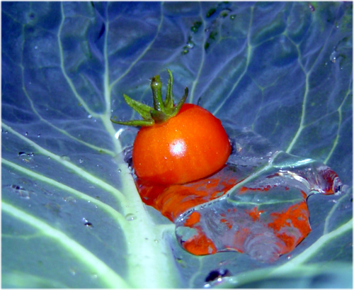 the tomato's bath