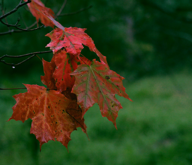 Edge of Autumn