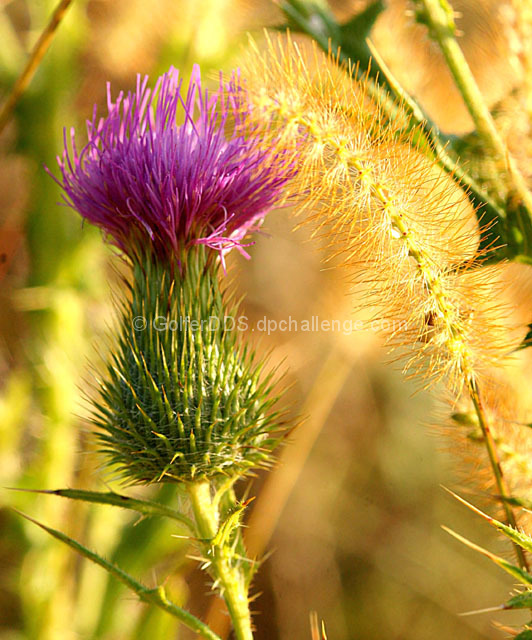 Autumn In Bloom