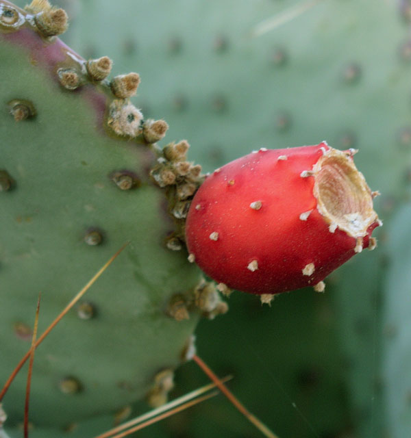 Prickly Pear