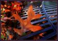 Autumn's Offering