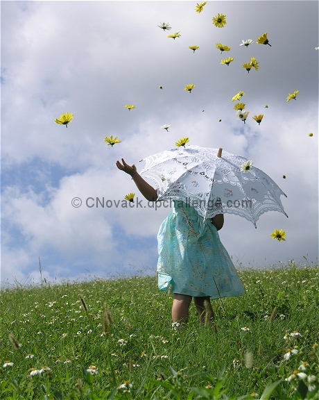 Rainy  Daisy  Days