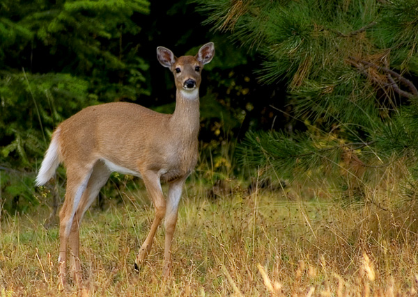 Celebrate Nature! (and the end of Deer Hunting Season)