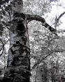 Howling Birch