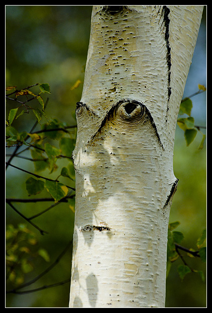 Human Tree...