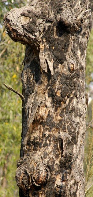 Battered Bush Face