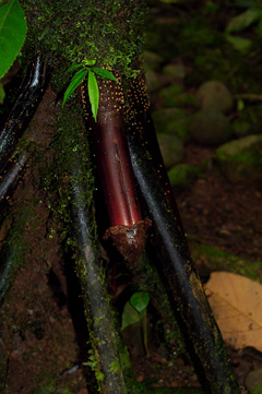 Tropical Phallic Root