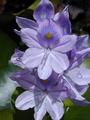 Crown on a Flower