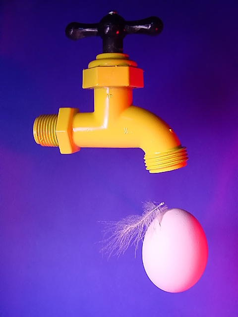 An Eggcellent Source of Protein