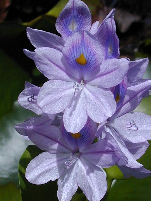 Crown on a Flower