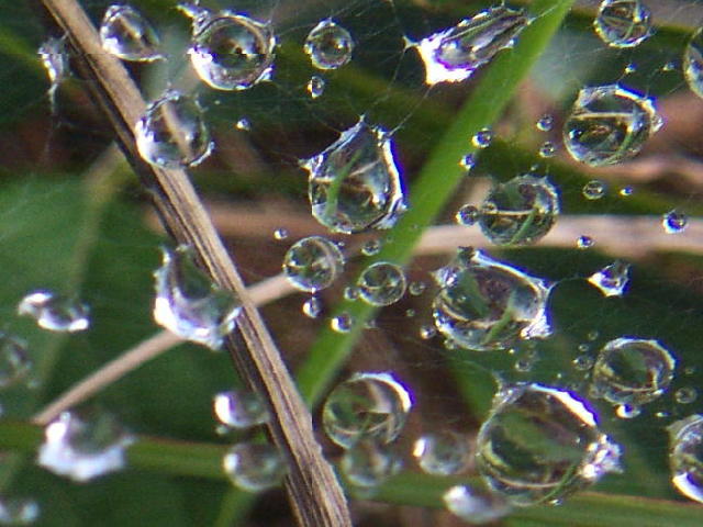 Organic Rain