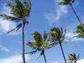 Hawaiian Pride
