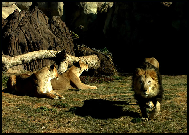 Defending His Pride