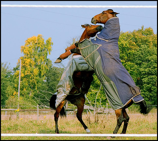 Lords of the field